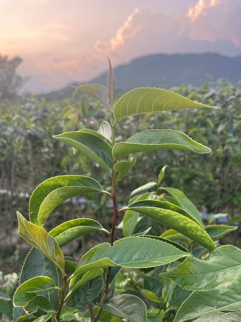 大果红花油茶嫁接杯苗1-1.8--30万棵，有需要的来聊