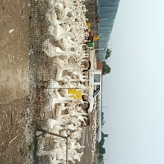生态养殖大鹅