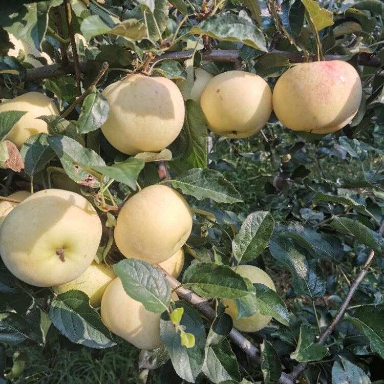 新品种水蜜桃苹果树苗 早熟水蜜桃苹果苗盆地栽嫁接苗南北方种植