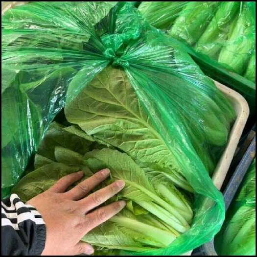 长沙油菜小白菜