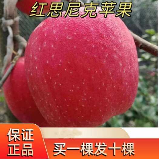 新品红思尼克苹果苗基地直销糖心耐寒南北方大果种植庭院