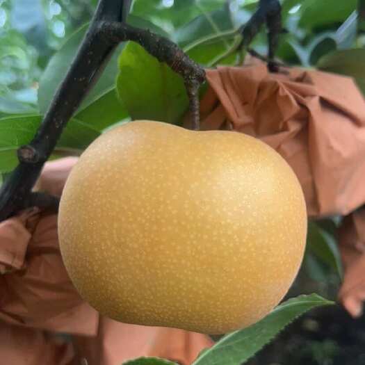 莱西市秋月梨90往上