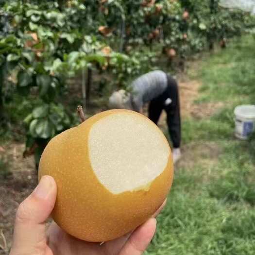 日照秋月梨 山东秋月梨大量上市对接各大商场 电商 批发市场