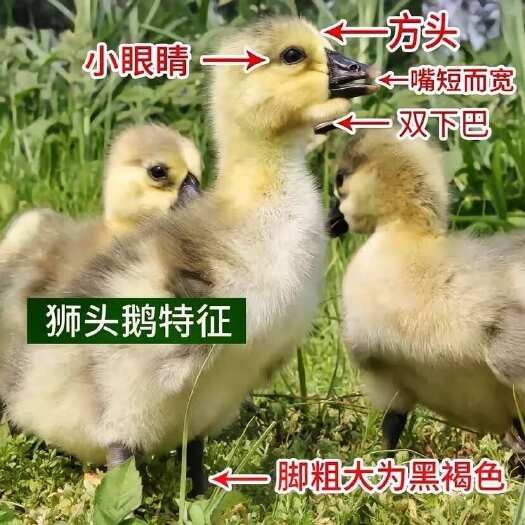 汕头狮头鹅特大纯种巨无霸狮头鹅成年鹅活体批发巨型狮头鹅特大狮头鹅