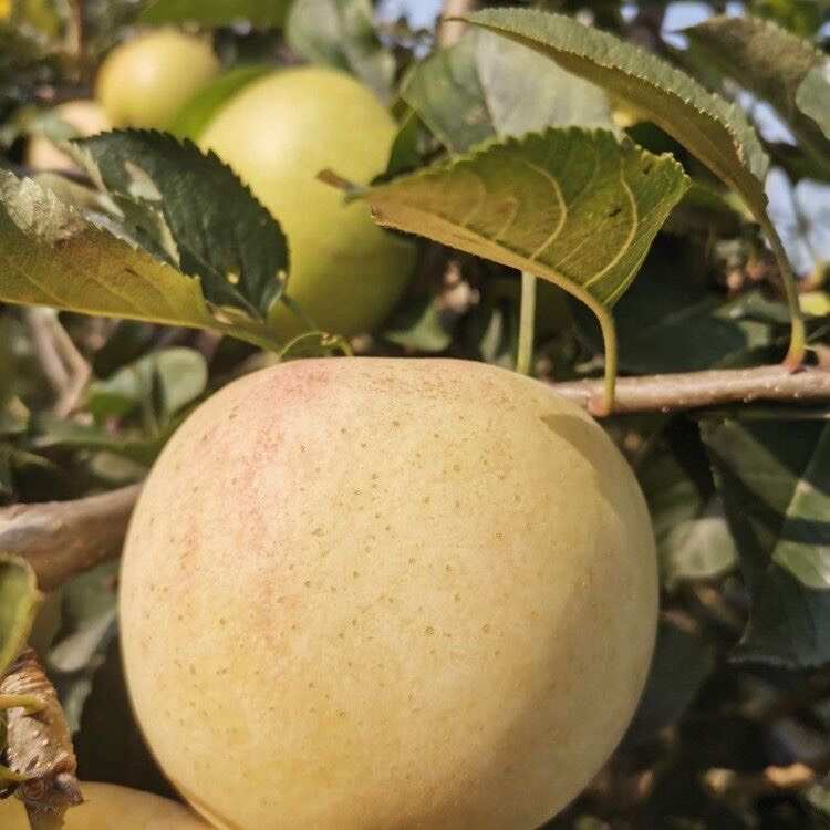 新品种水蜜桃苹果树苗 早熟水蜜桃苹果苗盆地栽嫁接苗南北方种植