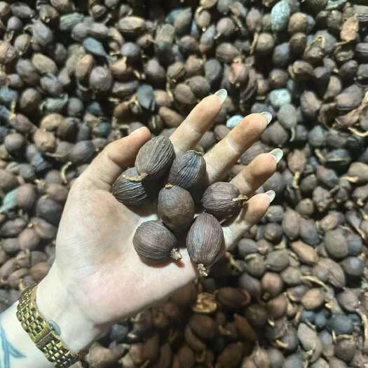 石屏县草果