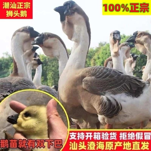 汕头小鹅苗特大种狮头鹅活苗潮汕特大型狮子头鹅苗灰狮头鹅苗活体