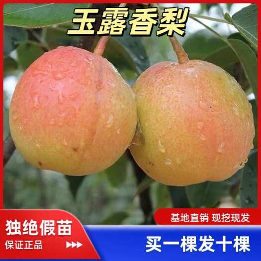 平邑县新品种玉露香梨苗嫁接大果薄皮梨树苗盆栽地栽当年结果南北方种植