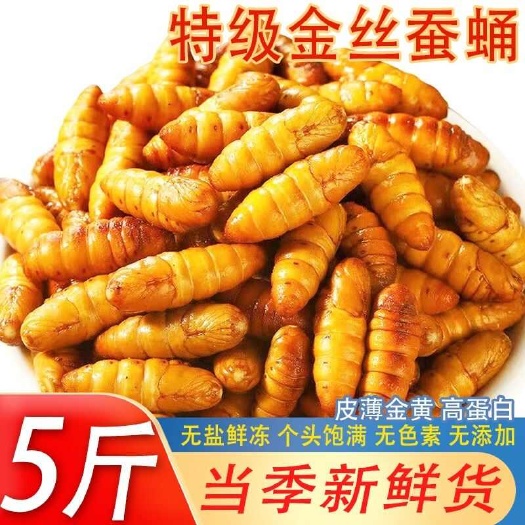 临沂蚕蛹新鲜批发价金丝蛹山东特产桑蚕蛹子生茧蝉蛹冷冻蚕蛹