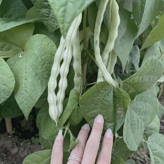 莘县芸豆