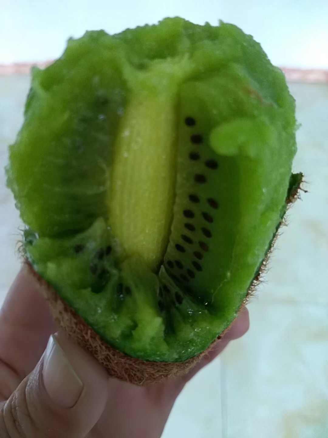 贵长猕猴桃，可进园采购，也可快递全国各地，批发量大从优。