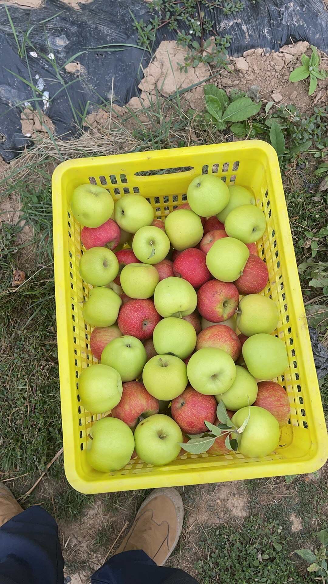 苹果果园打包出果子（十几种苹果打包）