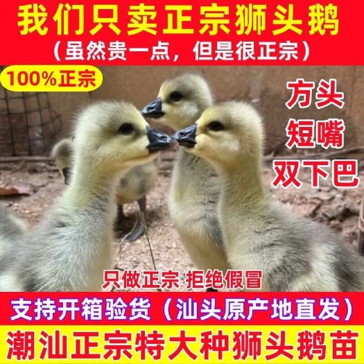 汕头鹅活苗批发特大种狮头鹅活苗潮汕特大型狮子头鹅灰狮头鹅幼苗活体