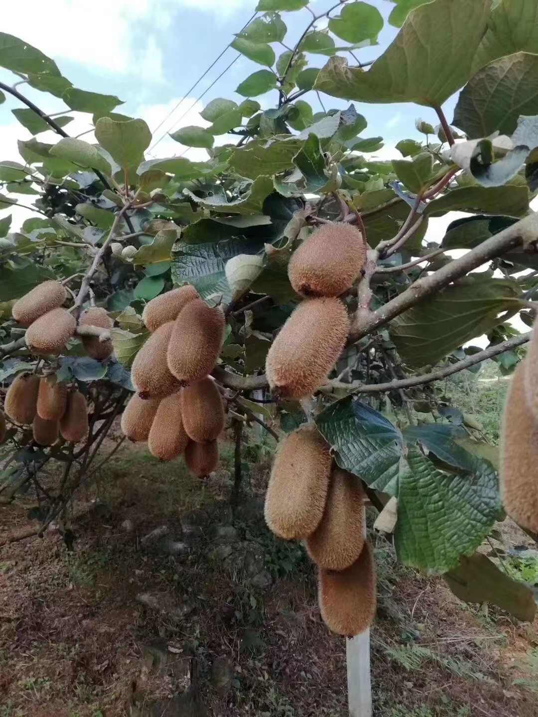 贵长猕猴桃，可进园采购，也可快递全国各地，批发量大从优。