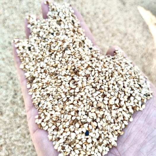 新郑市河南白芝麻大量供应