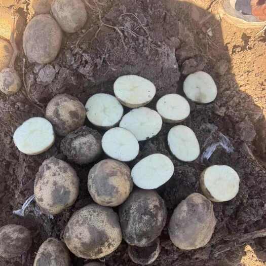 多伦县大西洋土豆