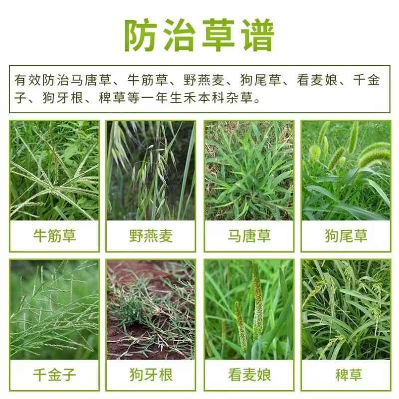 烯草酮尖叶杂草专杀花生大豆油菜田除草剂牛筋草芦苇等尖叶草