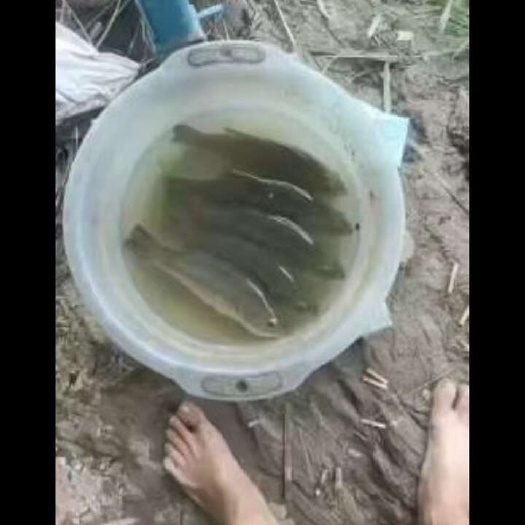 含山县淡水鲈鱼