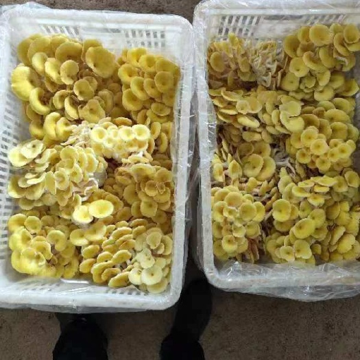 崇左蘑菇