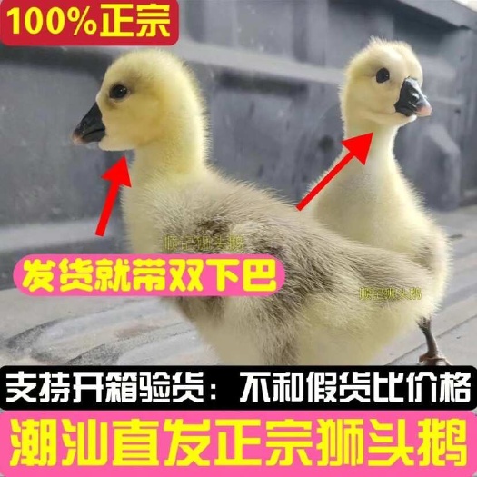 汕头潮汕特大品种灰狮头鹅白狮头鹅纯种狮头特大带下巴活体巨型狮头鹅
