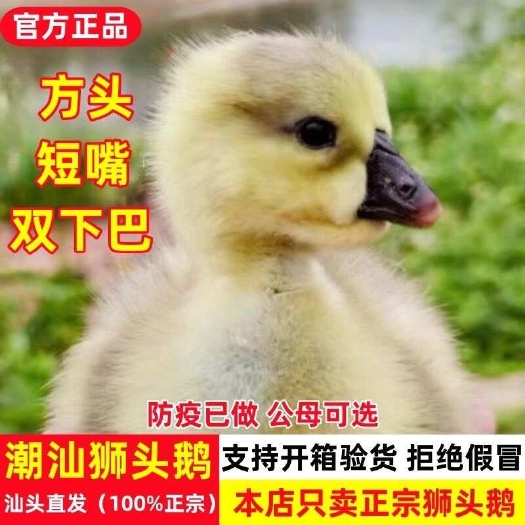 汕头小鹅活苗特大种狮头鹅活苗潮汕头特大型狮子头鹅苗活苗鹅