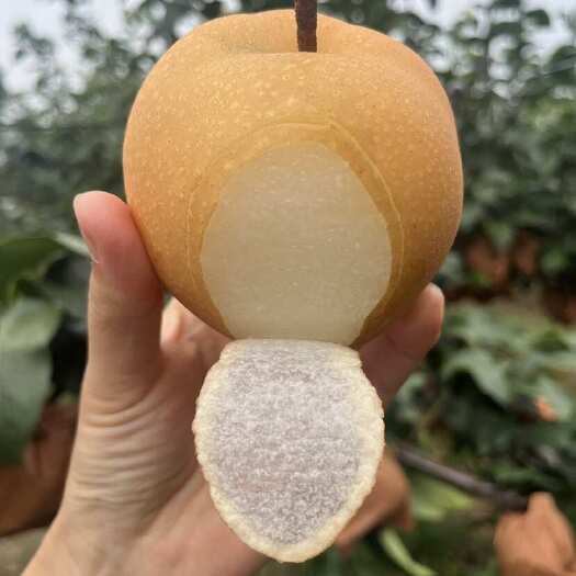 秋月梨