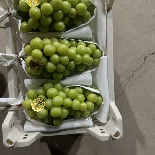 阜阳阳光玫瑰