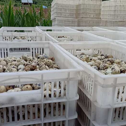 沂南县鹌鹑蛋