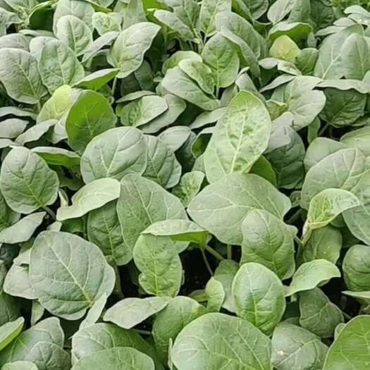 丰顺县茄子苗，中茄，烧烤茄，圆茄，绿茄，线茄，长茄苗