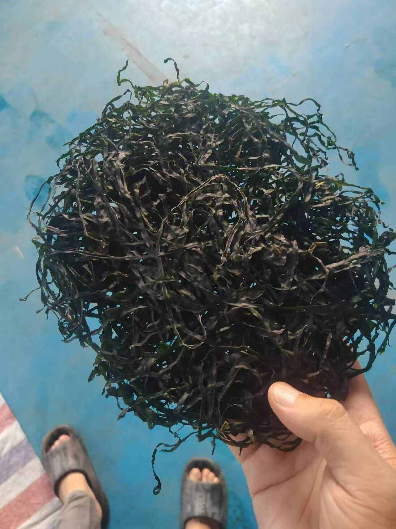 福建莆田湄洲岛盐渍烘干海带丝圆饼适应商超，赶集商用