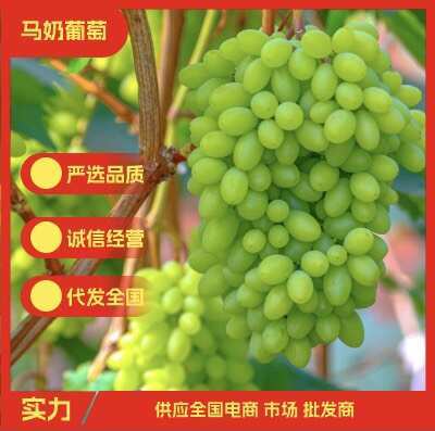 涿鹿县原产地青提阳光玫瑰维多利亚马奶葡萄应季涿鹿县葡萄水果产地直供