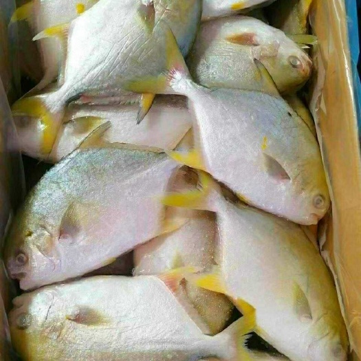 北海金鲳鱼（北部湾金鲳鱼）源头工厂直销