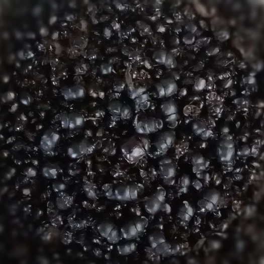 钦州蜣螂