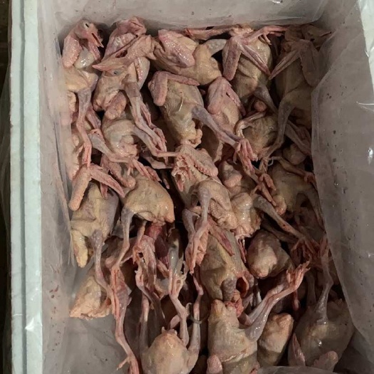 南安市鸽子批发