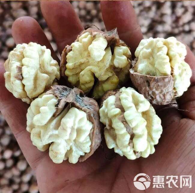 云南高山核桃，纸皮核桃。