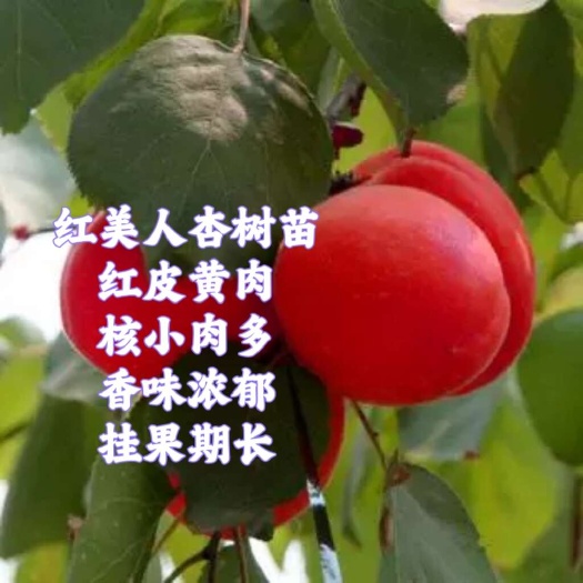 商丘红美人杏树苗红杏树苗杏树苗品种
