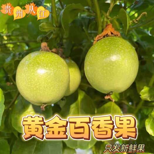 【蜜甜】贵州黄金百香果【85-95g】特大果