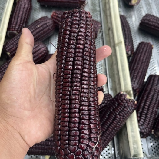 黑糯粘玉米 真空包装玉米 即食粘玉米 东北黑玉米