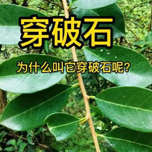 宾阳县广西穿破石