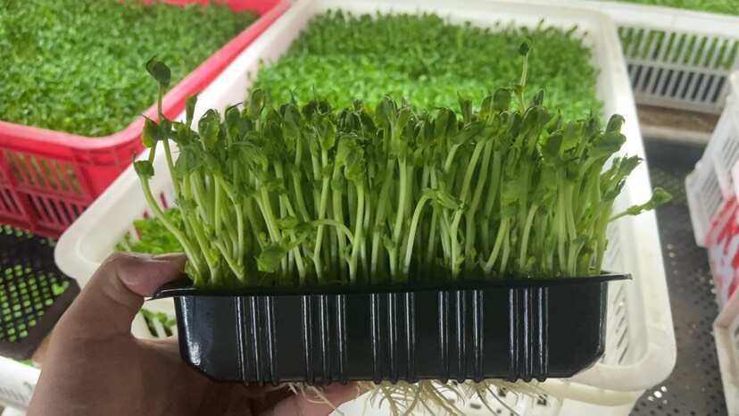 苏州批发活体豌豆芽