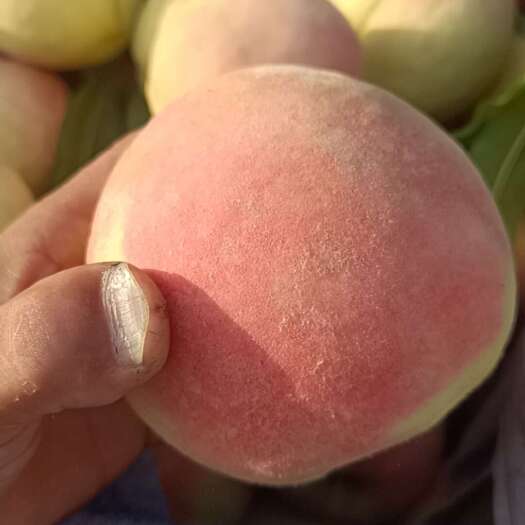 珍品王水蜜桃大量有货