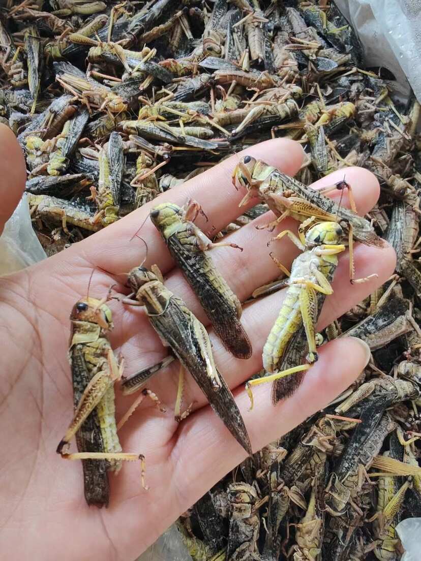 新鲜速冻蚂蚱蝗虫蚱蜢冰冻公母混合装公母带翅蚂蚱油炸椒盐烧烤