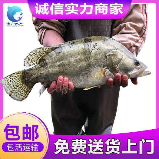 广州鳜鱼苗 桂花鱼苗 翘嘴鱼大量批发 高品质耐运输