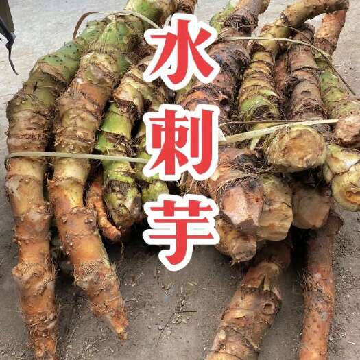 遂溪县水刺芋