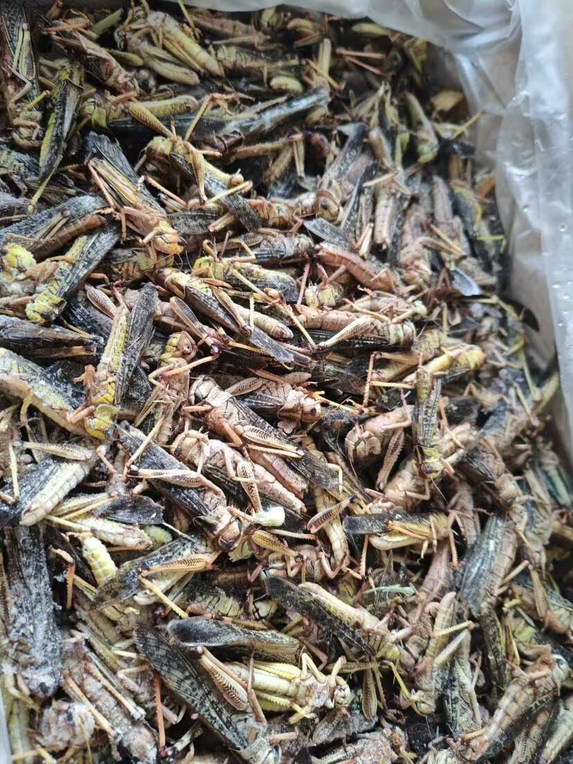 新鲜速冻蚂蚱蝗虫蚱蜢冰冻公母混合装公母带翅蚂蚱油炸椒盐烧烤