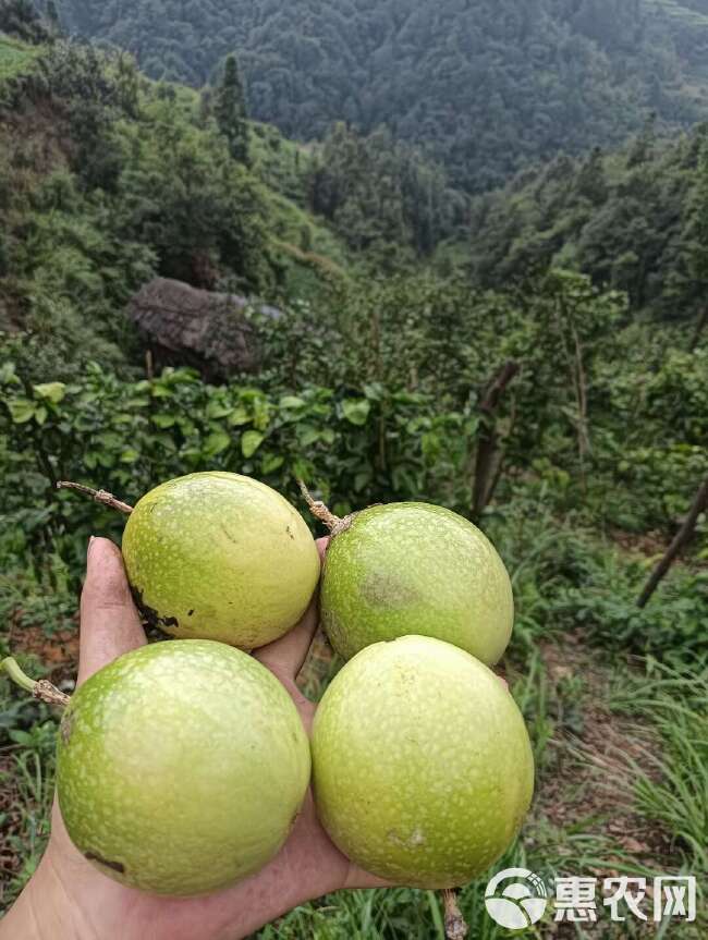 【蜜甜】贵州从江黄金百香果（ 45-60g）电商 微商 抖音