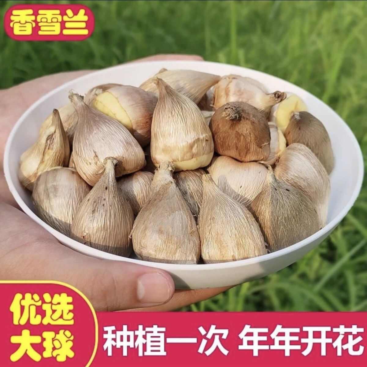 香雪兰种球小苍兰四季多年生球根易种花卉盆栽种子浓香观花绿植物