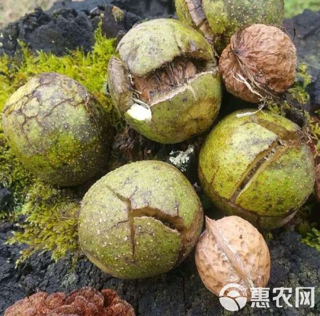 云南高山核桃，纸皮核桃。