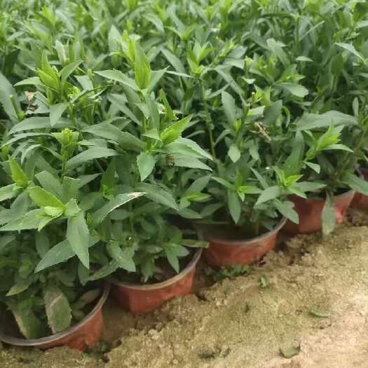 青州市丹麦翠菊，双色盆丹麦翠菊，小盆丹麦翠菊，
