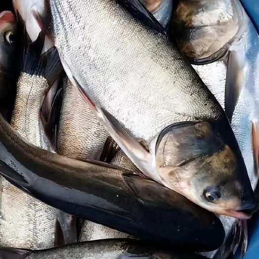 鄱阳县草鱼